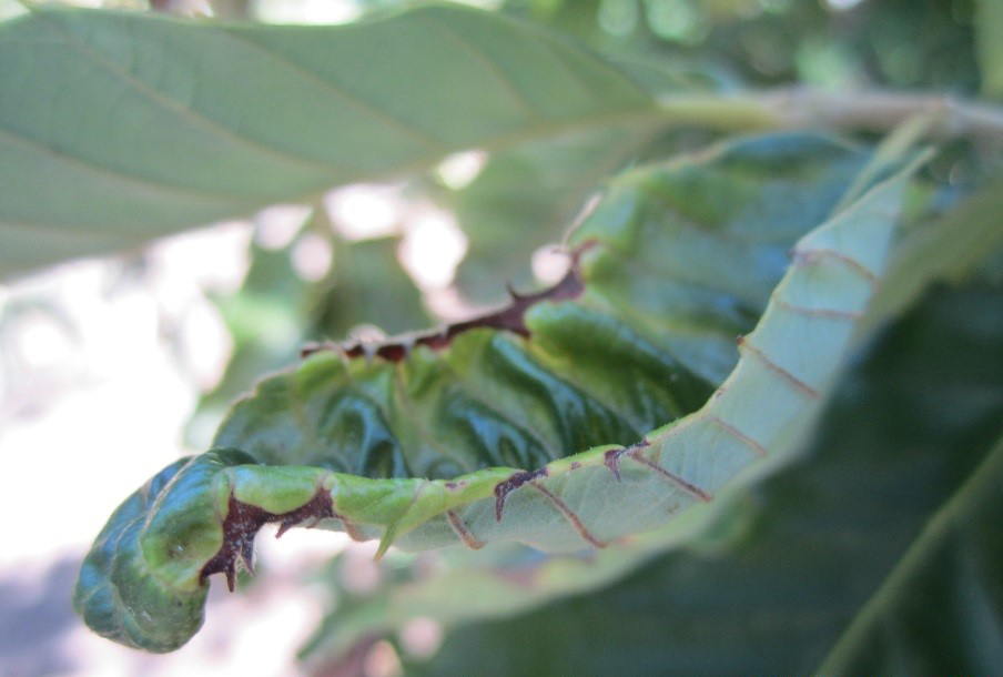 Cupped and necrotic leaf damage